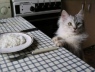 Как правильно подобрать корм для кошки