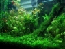 Как выбрать водоросли для аквариума