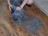 Как в доме убрать кошачью шерсть