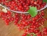 Как правильно вырастить смородину